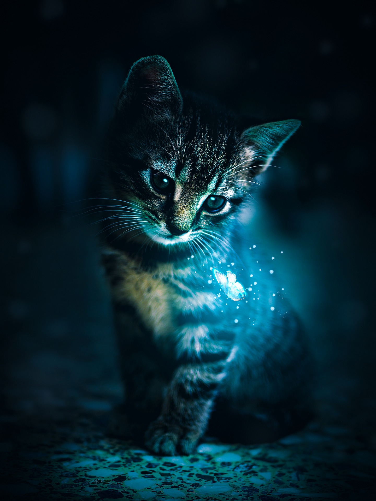 cat-4869935_1920